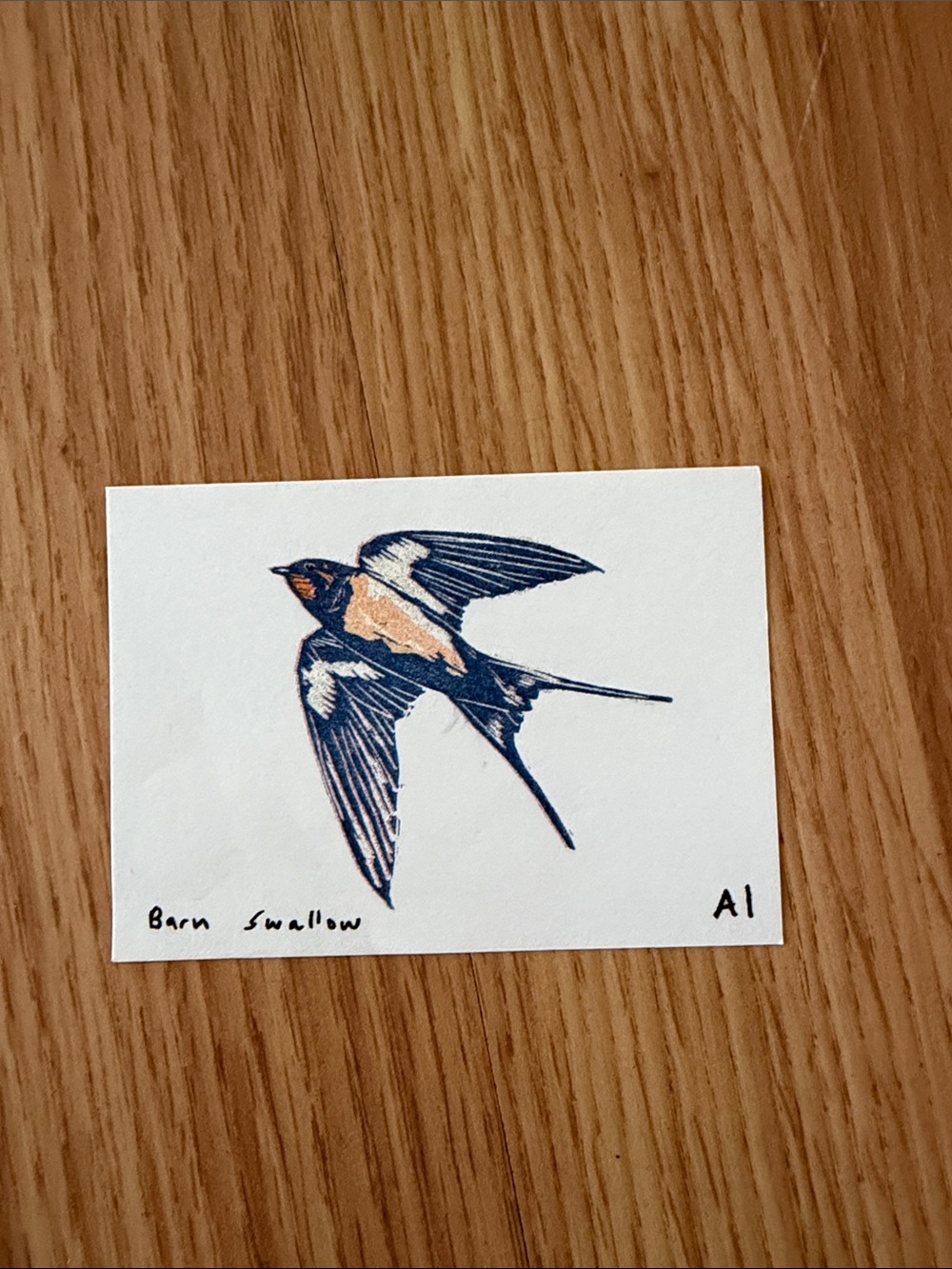 Barn swallow Inciardi print